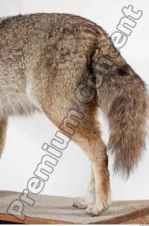 Wolf leg photo reference 0001